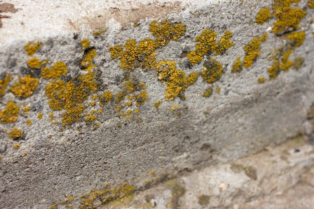 plant as texture