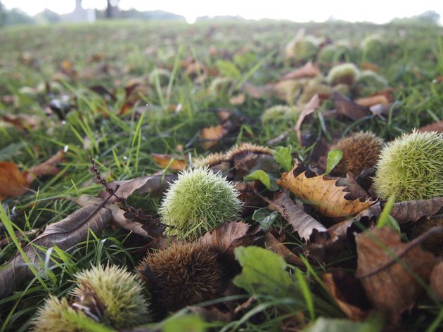 Trees With Spiky Balls | Hunker