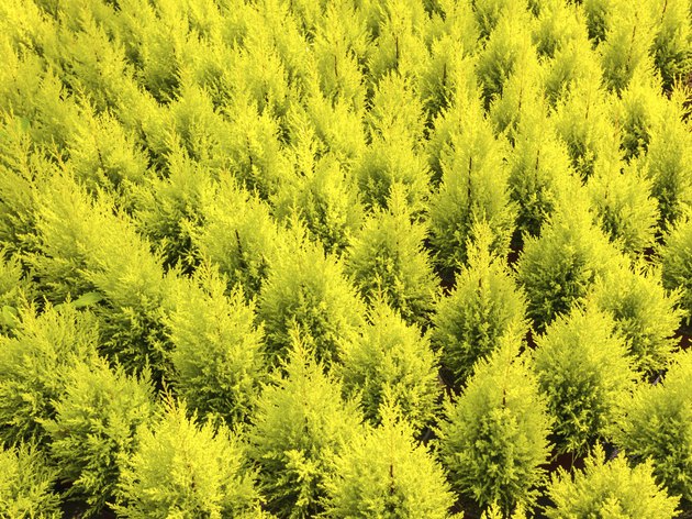 Pattern of young conifer trees