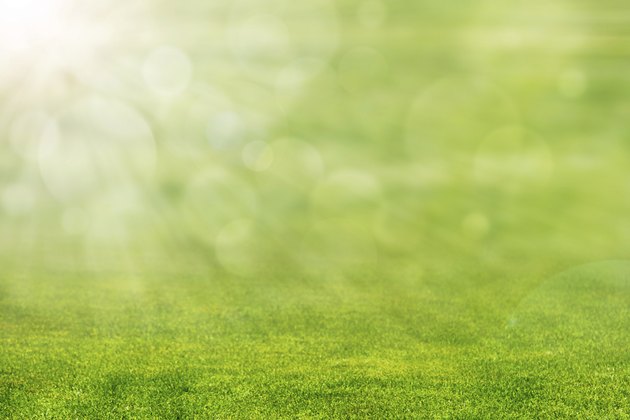 Green Grass with Sun Light