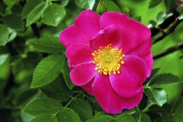 Single blossom of the rose, William Baffin
