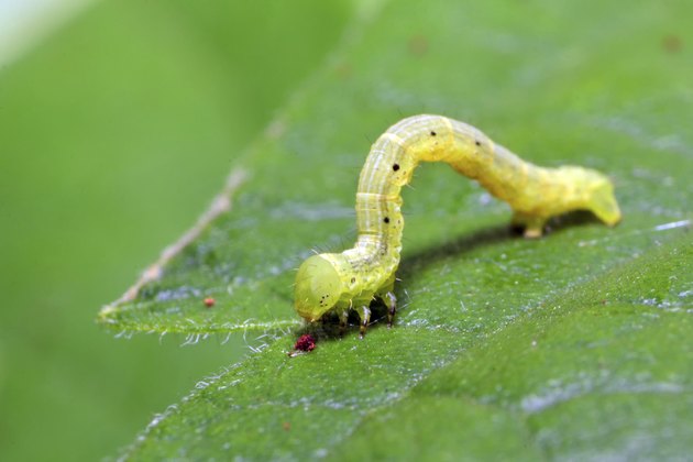 Inchworm walking on leaf