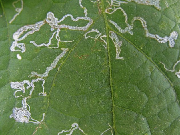 Leaf Miner (Liriomyza spp) damage on French beans leaves