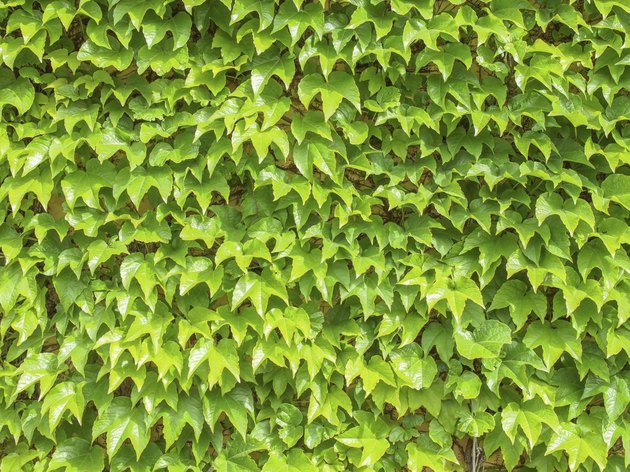 Ivy leaves