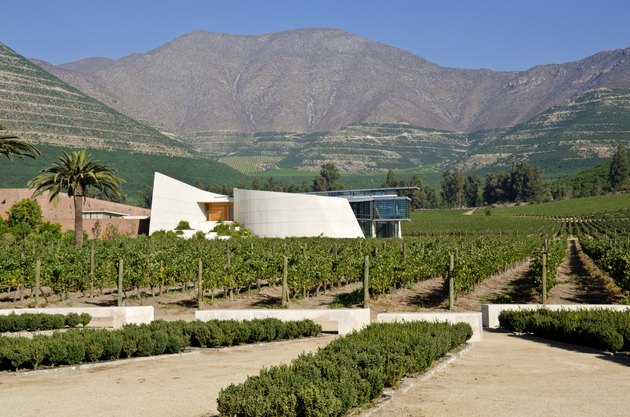 Vineyard in Aconcagua Valley Chile