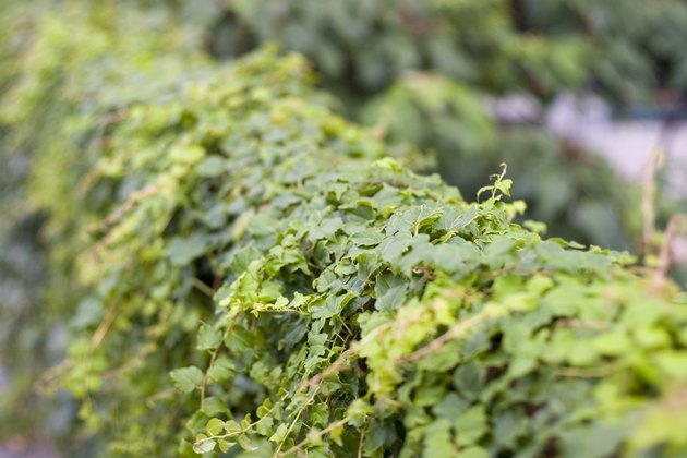 green leaves