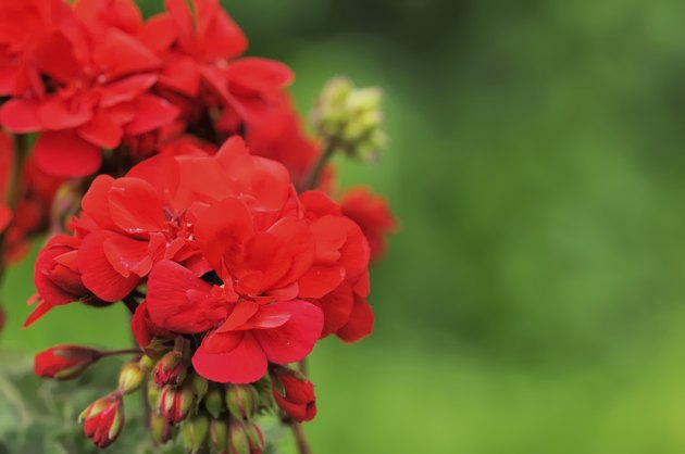 geraniums