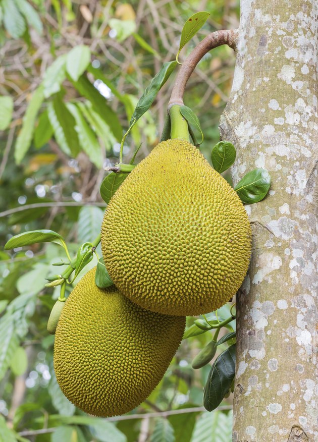 jackfruit