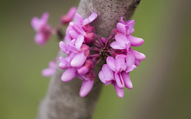 How Big Do Redbud Trees Get? | Hunker