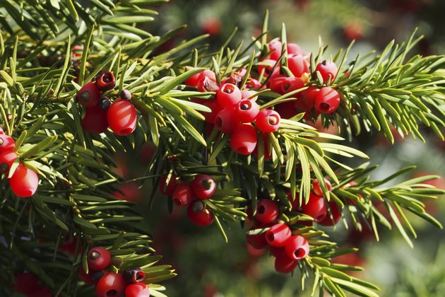 Yew branch with berries