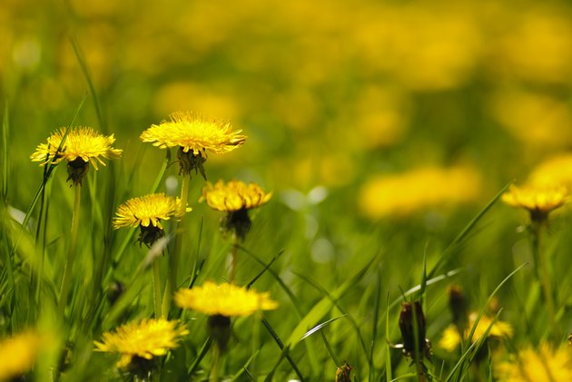 how-to-dry-dandelion-flowers-hunker