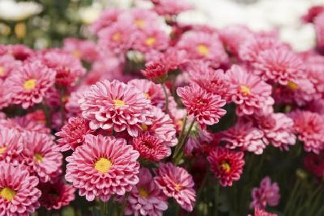 How Long Do Mums Last When They Are in Bloom? | Hunker