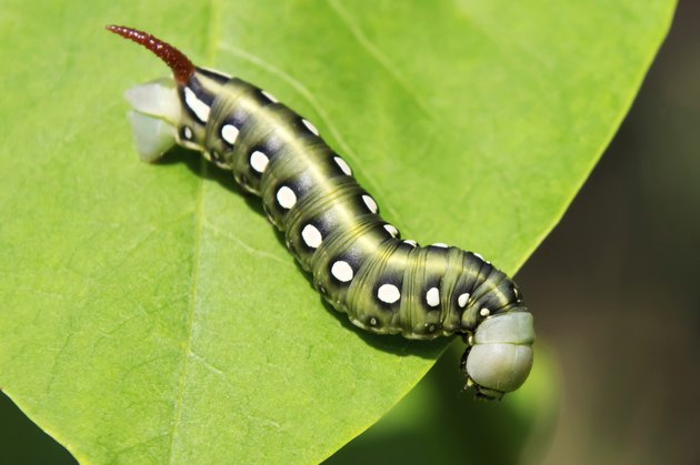 Hawk moth caterpillar