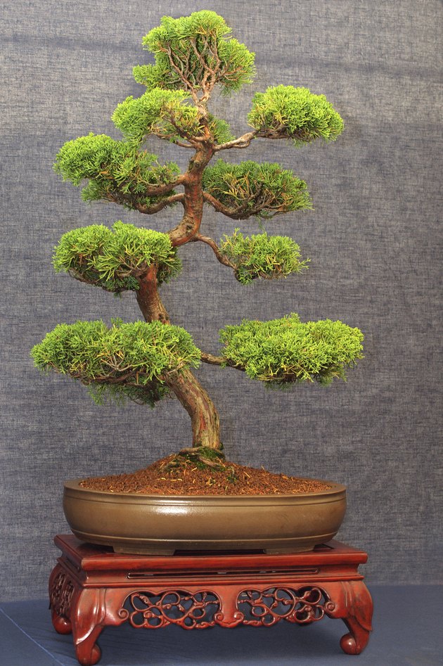 Amazing Bonsai Juniper Tree  Learn more here 