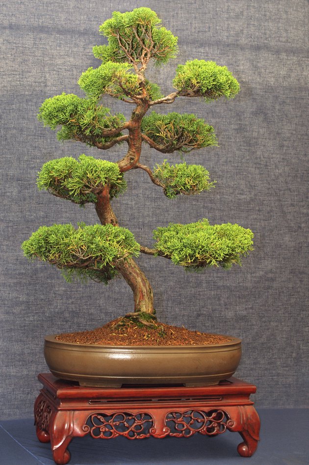 How to Care for Juniper Bonsai Trees | Hunker