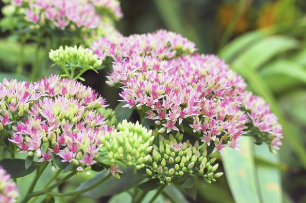 Sedum flowers closeup
