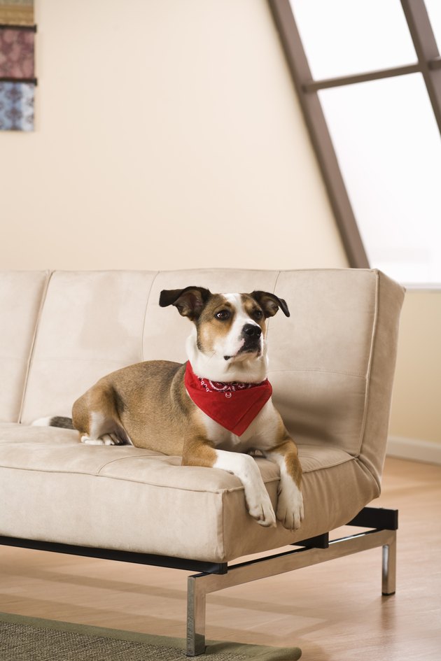 Dog on couch