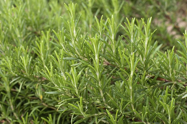 Rosemary