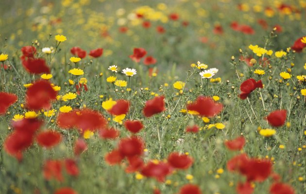 Wild spring flowers, Poppies & Daisies, Cyprus