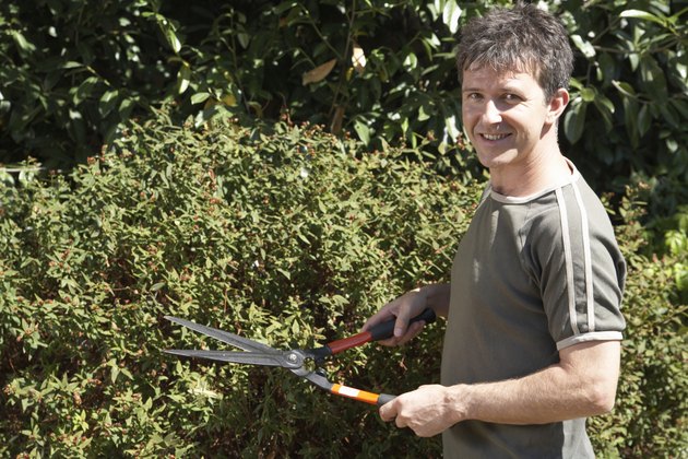 Man standing by bush holding garden shears, portrait