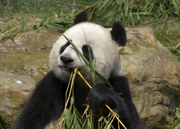 Giant panda eating bamboo leaf