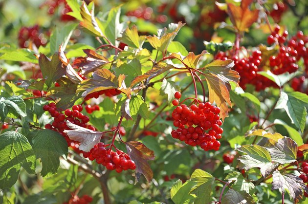 Some ripe viburnum on branch, DOF