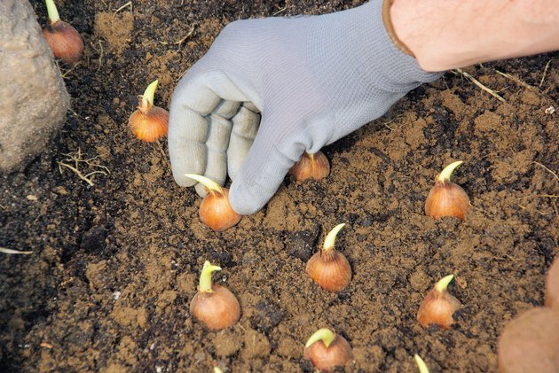 bulb planting