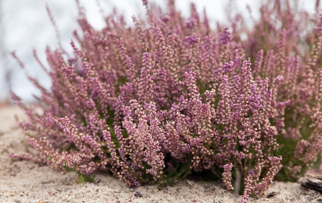 what-is-the-meaning-of-the-heather-flower-hunker