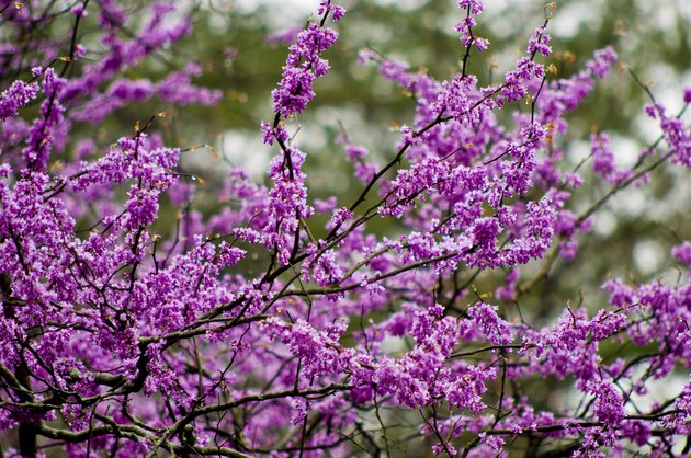 Redbud tree in full bloom.