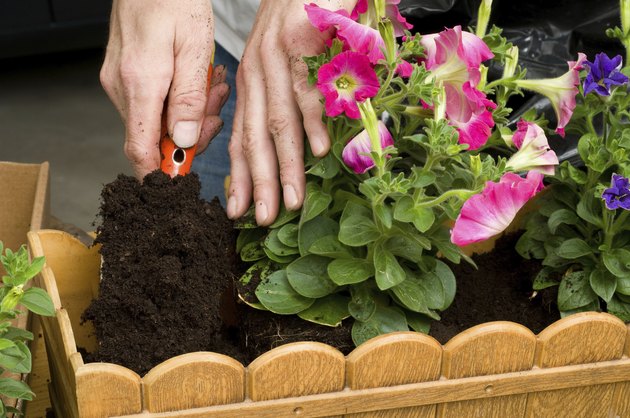 Planting petunias