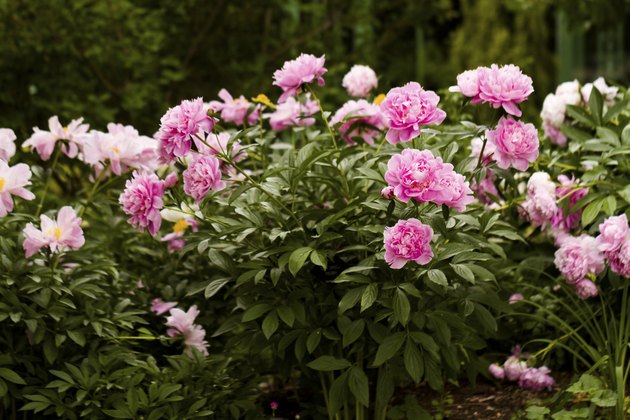 When Are Peonies in Season in Australia? | Hunker