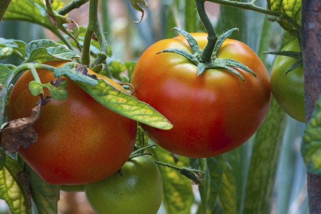 Why Are My Tomato Plants' Leaves Turning Yellow? | Hunker