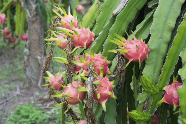 dragon fruit