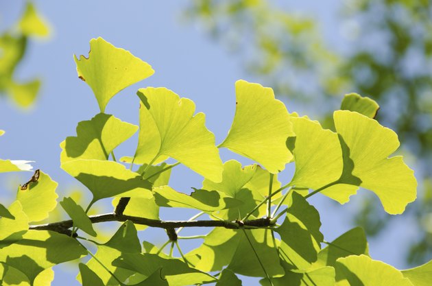 Ginko leaves