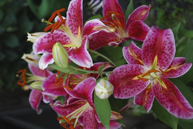 Stargazer Lilies