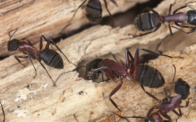 "Carpenter ants, Camponotus herculeanus"