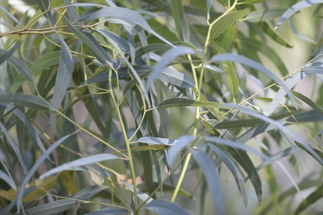 Varieties Of Eucalyptus Trees Hunker