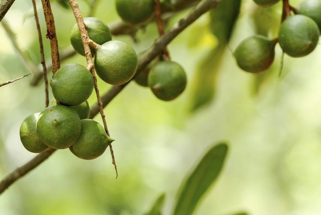 growing-macadamia-nuts-hunker