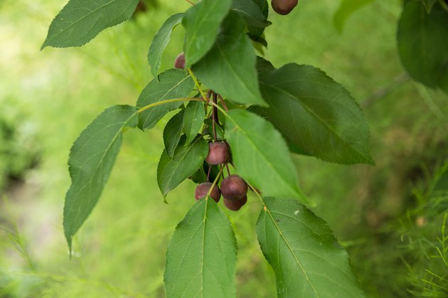 Small serviceberry on a branch, outdoors, selective focus