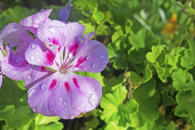 flower close up