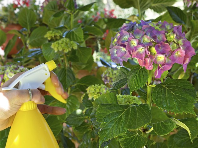 watering hydrangea with a spray