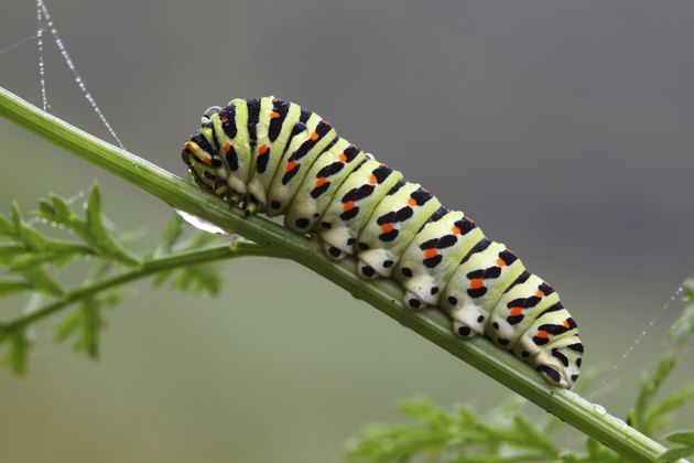 Caterpillar