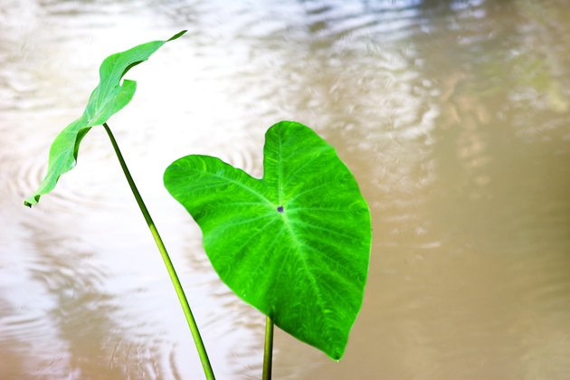 Close up of a big green leaf