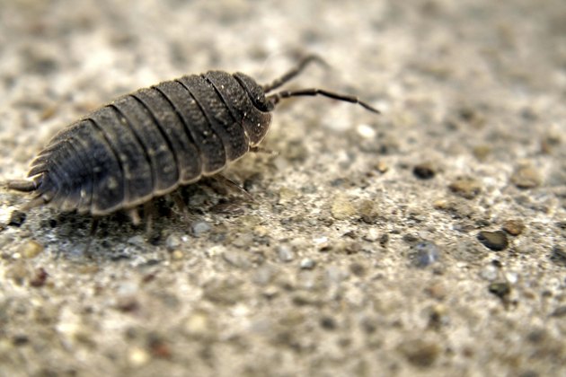 Small Gray Bugs On Concrete Hunker   452563775 