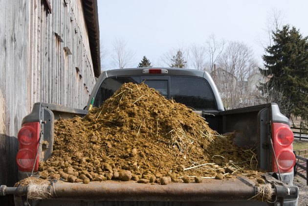 Fresh Manure Load on Truck at Barn, Farming and Agriculture
