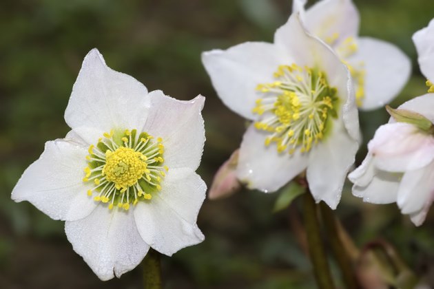 Hellebore flowers in early springtime