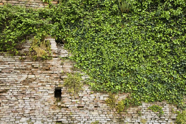 Old brick wall covered in ivy