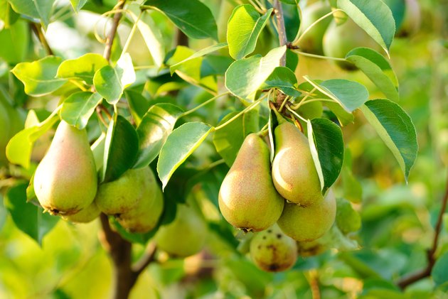 Green pear fruits on their branches