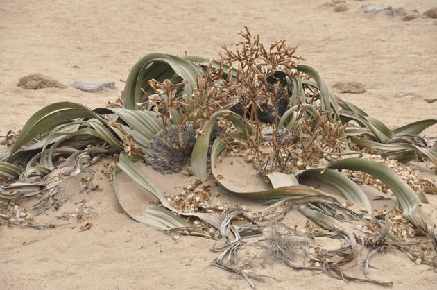 Welwitschia mirabilis plant living fossile namibian dessert