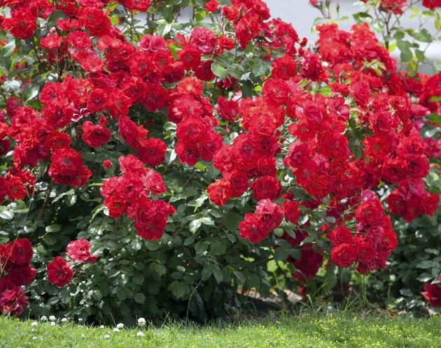 Bush of roses.